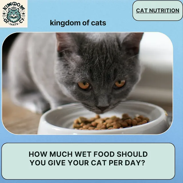 How much wet food should you give your cat per day?