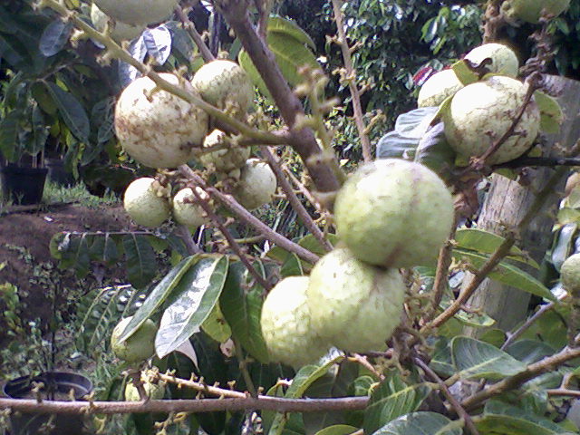 Bibit Buah Bunton Malang Macam macam Kelengkeng 