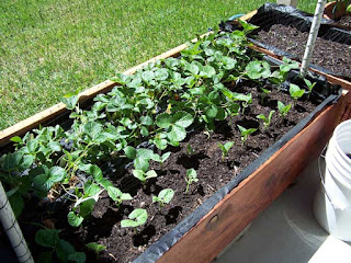 Garden box with strawberries and pole beans