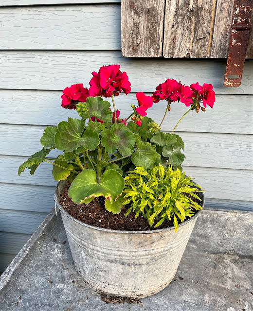 Photo of a bucket of Calliope Geraniums and a lime colored Coleus.