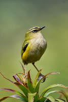 spesies terbaru burung penyanyi rock wren dari selandia baru