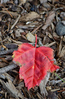Red maple leaf against dark mulch