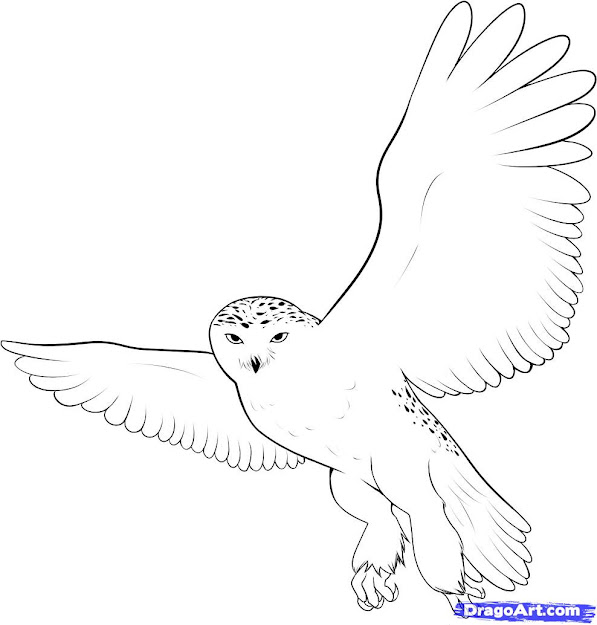 Flying Snowy Owl Clipart Arctic Snowy Owl Coloring Pages Coloring Page  Coloring Image