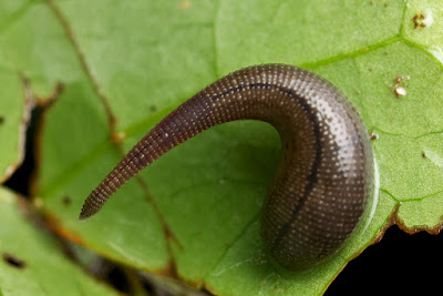 Haemadipsa zeilanica