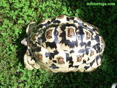 Tortuga leopardo, Geochelone pardalis