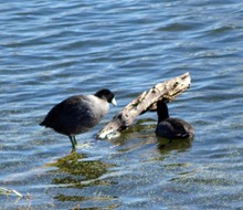 birds3