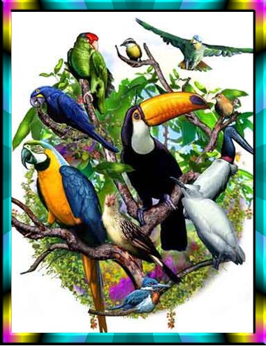 Pictures Of Tropical Birds