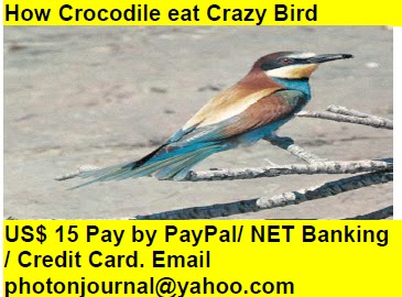 How Crocodile eat Crazy Bird bird story book