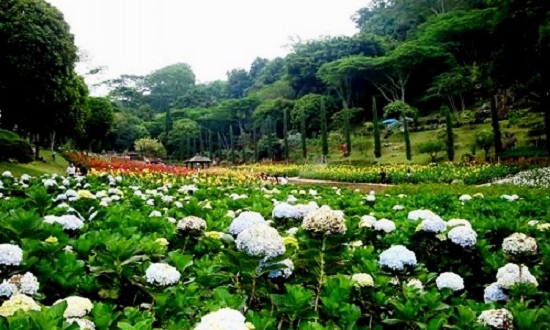 Pemandangan Taman Bunga yang Indah di Selecta Kota Batu 