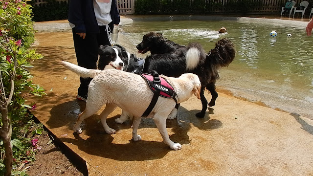 保護犬 ボーダーコリー トーマ 小谷流の里ドギーズアイランド