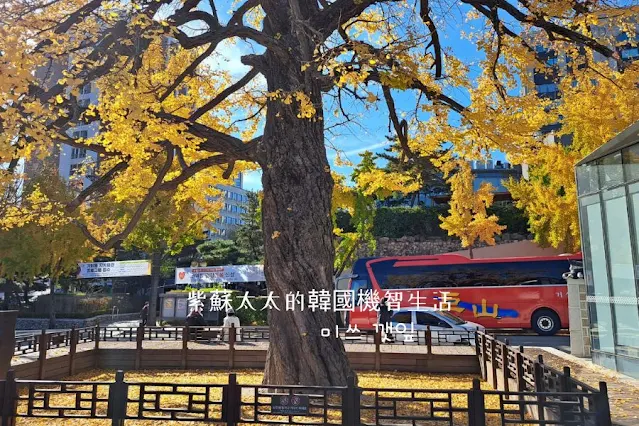 首爾銀杏景點