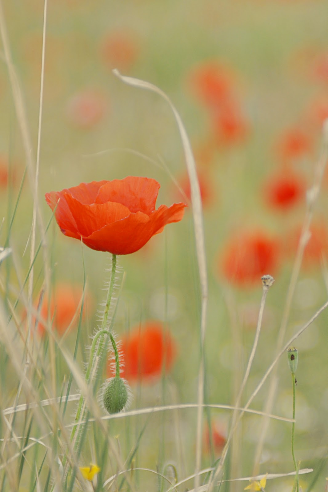 Ramos de Rosas Brillantes para Enamorados Yaves es  - Imagenes De Flores Moviendose