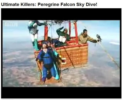 peregrine falcon diving. Peregrine Falcon Sky Dive!