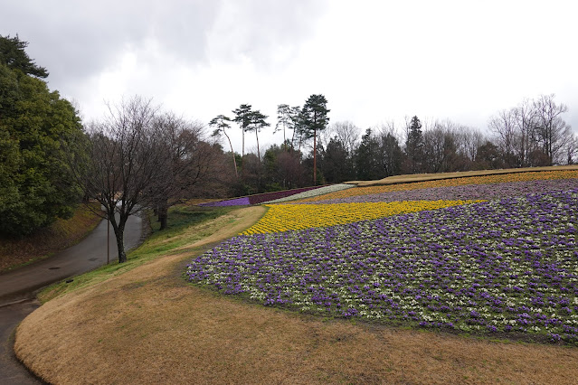 鳥取県西伯郡南部町鶴田 とっとり花回廊 花の丘