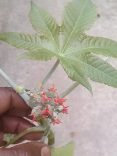 A Mamona é uma planta de uso cosmético, medicinal, industrial e outros. É facilmente encontrada em todo tipo de terrenos, incluindo os baldios. Surge também em quintais e canteiros cultivados. Suas sementes estouram ao sol espalhando-se à distância, fazendo com que a mamona forme grandes áreas cobertas por ela.