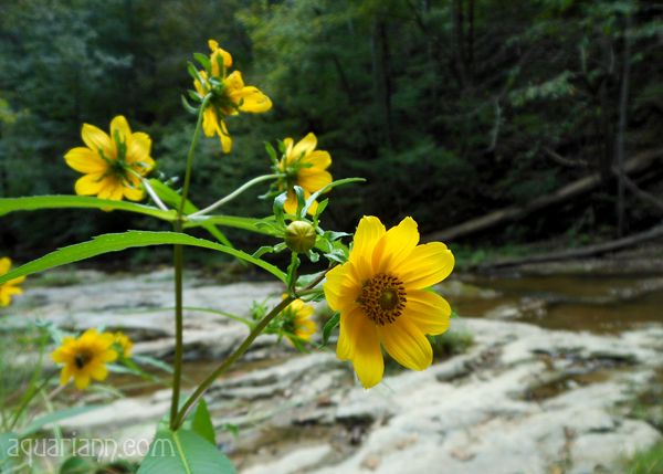 Yellow Flowers at Cedar Creek Photo by Aquariann