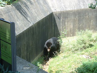 La ronde de l'ours