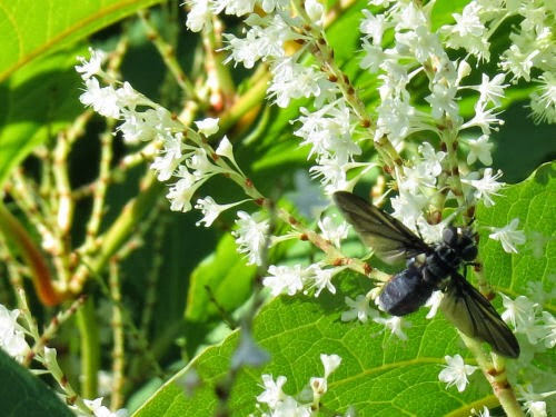 Japanese knotweed