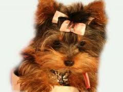 Love Yorkshire Terrier Puppies: How to Potty Train a Teacup Yorkie