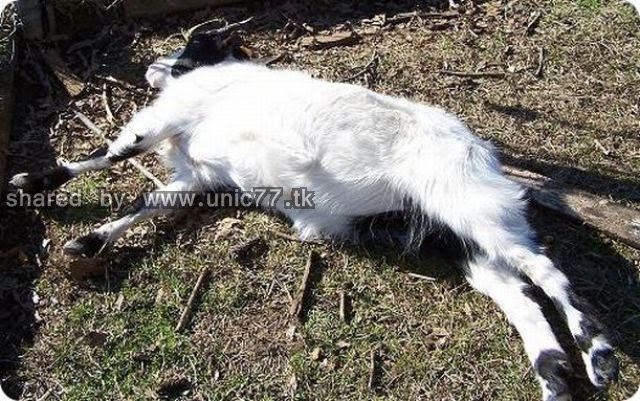 fainting_goats_640_06.jpg (640×401)