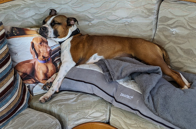 Photo of Ruby relaxing on her bed in the saloon