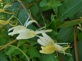 Japanese Honeysuckle (Lonicera japonica) wildflowers at White Rock Lake, Dallas, Texas