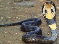 Cobra Snake Animal Pictures