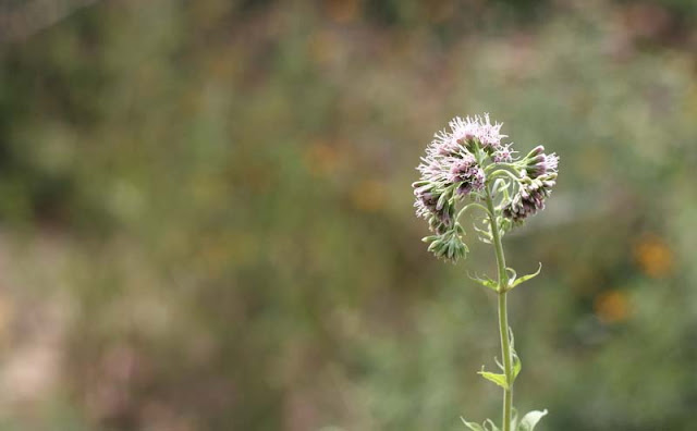 Joe-Pye Weed Flowers