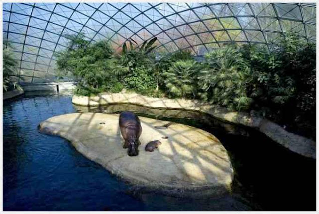 Baby Hippo Born in Berlin Zoo Seen On www.coolpicturegallery.us