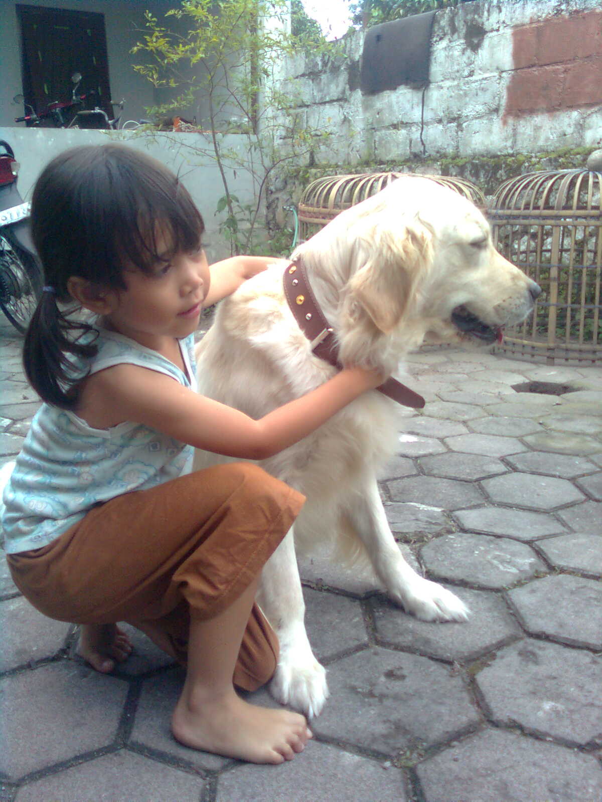 Golden Von Wons Cara Merawat Dan Melatih Anjing Golden Retriver