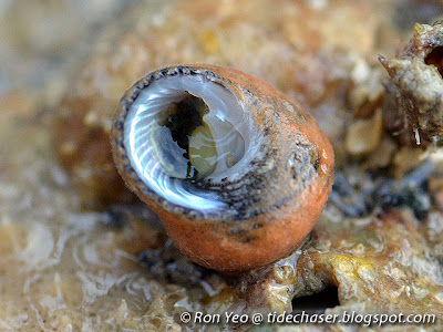 Black Euchelus (Euchelus atratus)