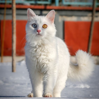 gato angorá turco helegante