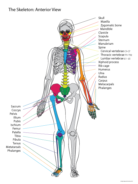 The front or anterior view of the skeleton.