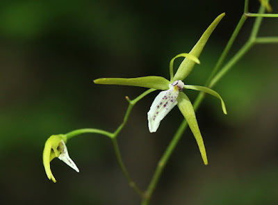 Oestlundia distantiflora - Distant Flowered Oestlundia care