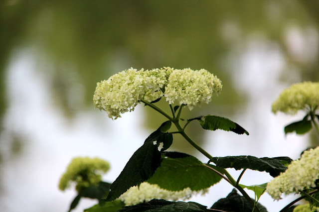 Il Torrione Ortensie