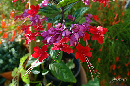 Atrativo para os beija-flores