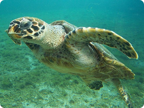 tartaruga embricata4