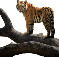 Tiger Standing on the tree branc HD PNG Images