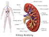 Kidney infection - causes and symptoms