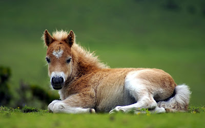 Pequeño caballo descansando en el prado