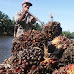 Industri kelapa sawit menjadi penyelamat perekonomian Indonesia dengan menjadi mesin ekspor