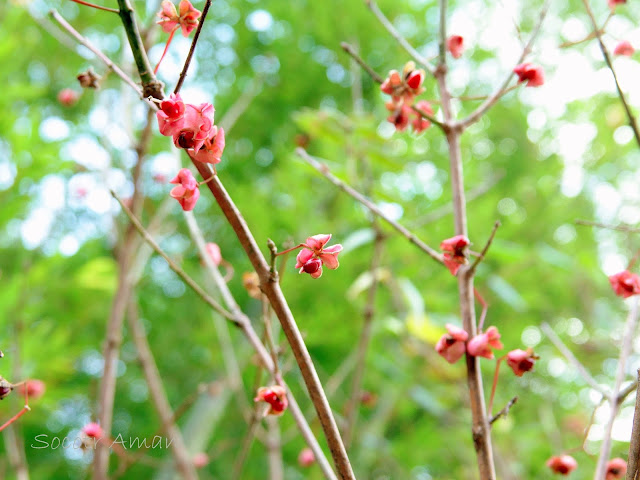 Euonymus hamiltonianus