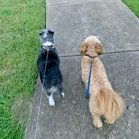 A grey and white terrier mix dog walking alongside a fluffy brown dog on leash