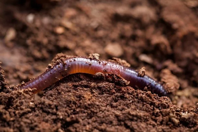 Un estudio pionero revela cómo las lombrices de tierra, con su influencia positiva en la salud del suelo y el rendimiento de cultivos como cereales y legumbres, contribuyen de manera significativa al aumento de la producción de alimentos en todo el planeta.