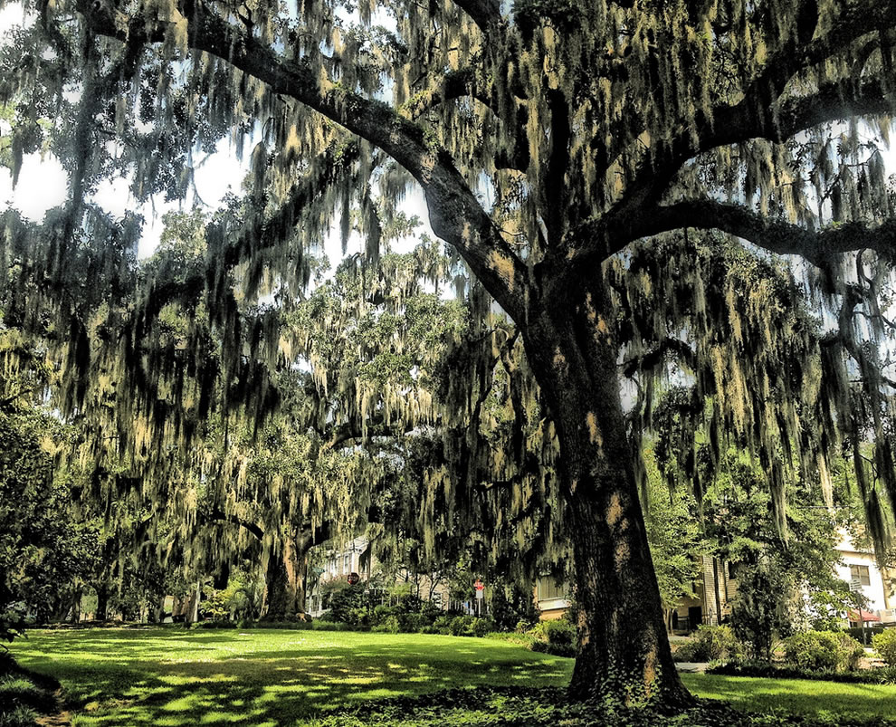 Anyone who loves Tallahassee, FL recognizes this scene from Park ...