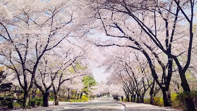 벚꽃이 핀 거리 이미지