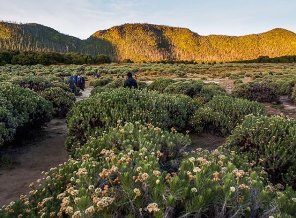 The Most Beautiful Edelweiss Flower Garden in Indonesia that You Must Visit