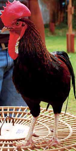  AYAM  HIAS PALING TERKENAL DI TANAH AIR