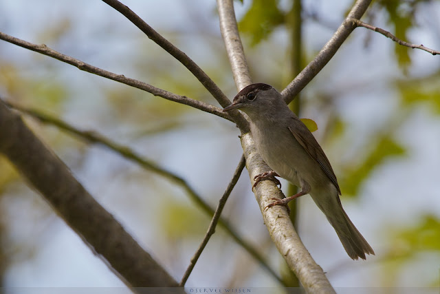 Zwartkop - Blackcap -Silvia atricapilla