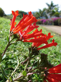 Bouvardia Ternifolia Images